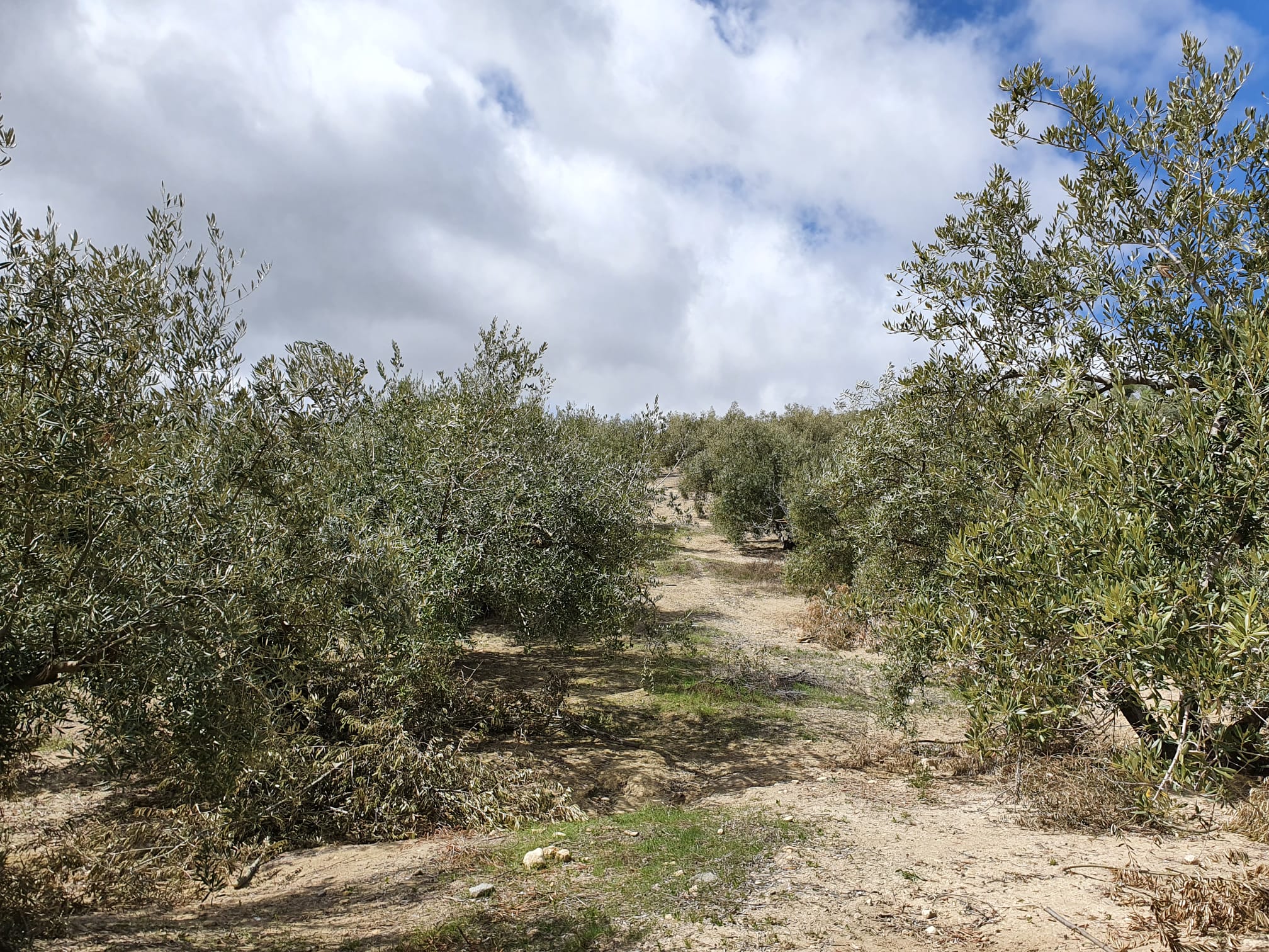 Finca de olivos en Alcalá la Real