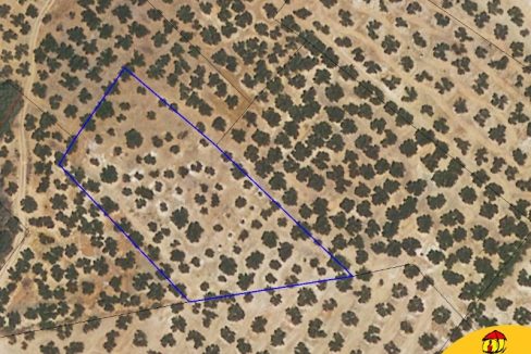 Inmobiliaria - Alcala la Real - Inmocasa - Venta - Finca de olivos - Alcala la Real - Subvención - Buen rendimiento